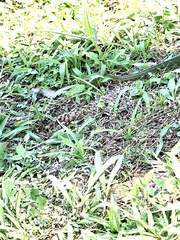 Chironius bicarinatus