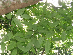 Casearia sylvestris