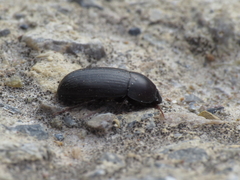 Crypticus gibbulus