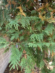 Cupressus × leylandii