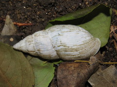 Oleacinoidea