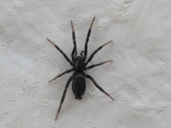 Drassyllus