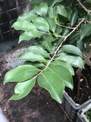 Aquilaria sinensis