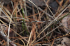 Hieracium subpellucidum