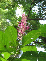 Odontonema callistachyum