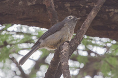 Melaenornis fischeri