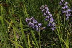 Liatris acidota