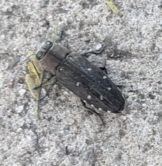 Chrysobothris basalis