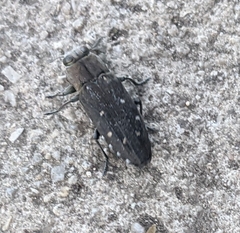 Chrysobothris basalis