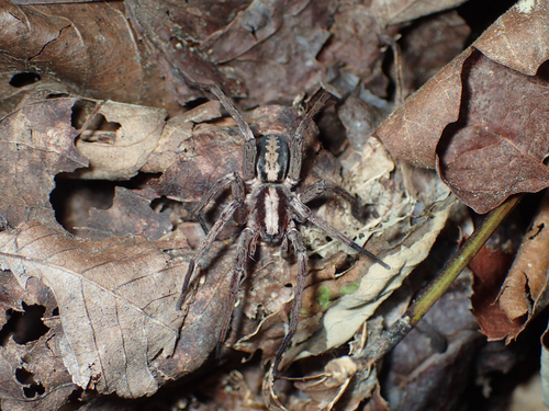 Alabama wandering spider