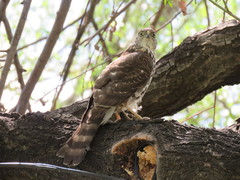 Accipiter chilensis