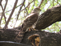 Accipiter chilensis