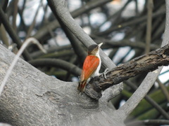 Dryobates callonotus