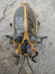Mecistomela marginata