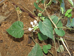 Scutellaria sublitoralis