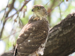 Accipiter chilensis