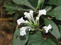 Scutellaria sublitoralis