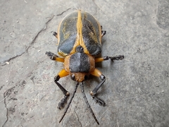 Mecistomela marginata