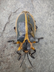 Mecistomela marginata