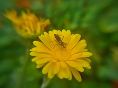 Cosmoclopius nigroannulatus