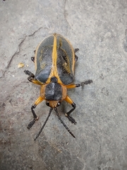 Mecistomela marginata