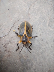 Mecistomela marginata