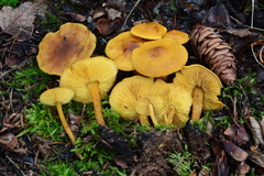 Calocybe naucoria