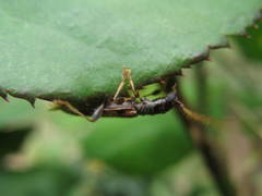 Heterachthes flavicornis