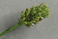 Thesium spicatum