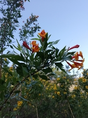 Tecoma fulva garrocha