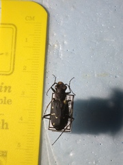 Cicindela longilabris