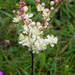 Dropwort - Photo (c) _foxg, some rights reserved (CC BY-NC)