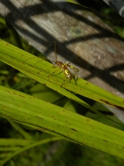 Eburodacrys quadridens