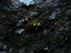 Eburodacrys quadridens