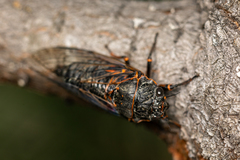 Okanagana occidentalis