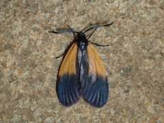 Pyromorpha dimidiata