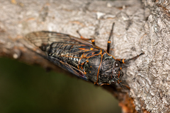 Okanagana occidentalis