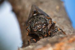Okanagana occidentalis