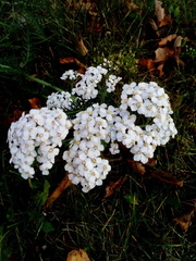 Achillea millefolium