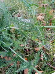 Achillea millefolium