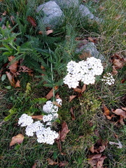 Achillea millefolium