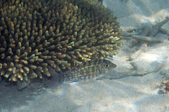 Lethrinus obsoletus