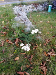 Achillea millefolium