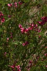 Indigofera hedyantha