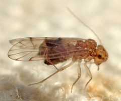 Ectopsocus briggsi