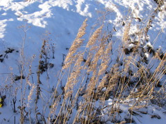 Phragmites australis