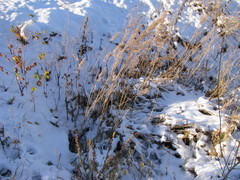 Phragmites australis
