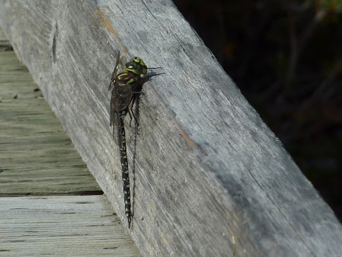 Subarctic Darner photo 3