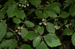 Styrax glabrescens