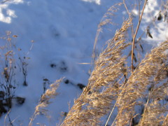 Phragmites australis
